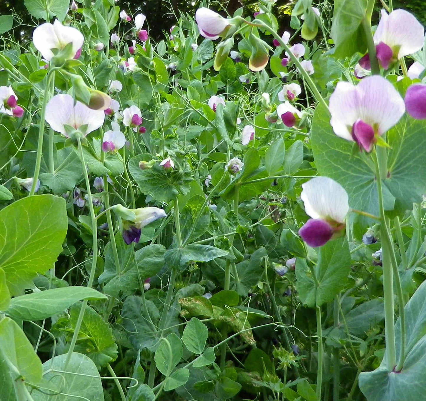 Austrian Winter Peas