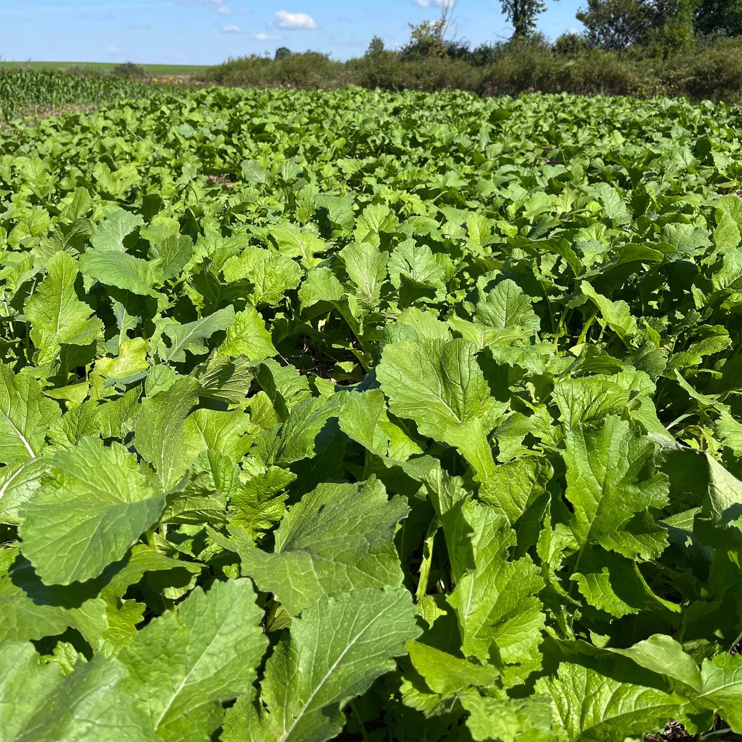 Brassica Overload