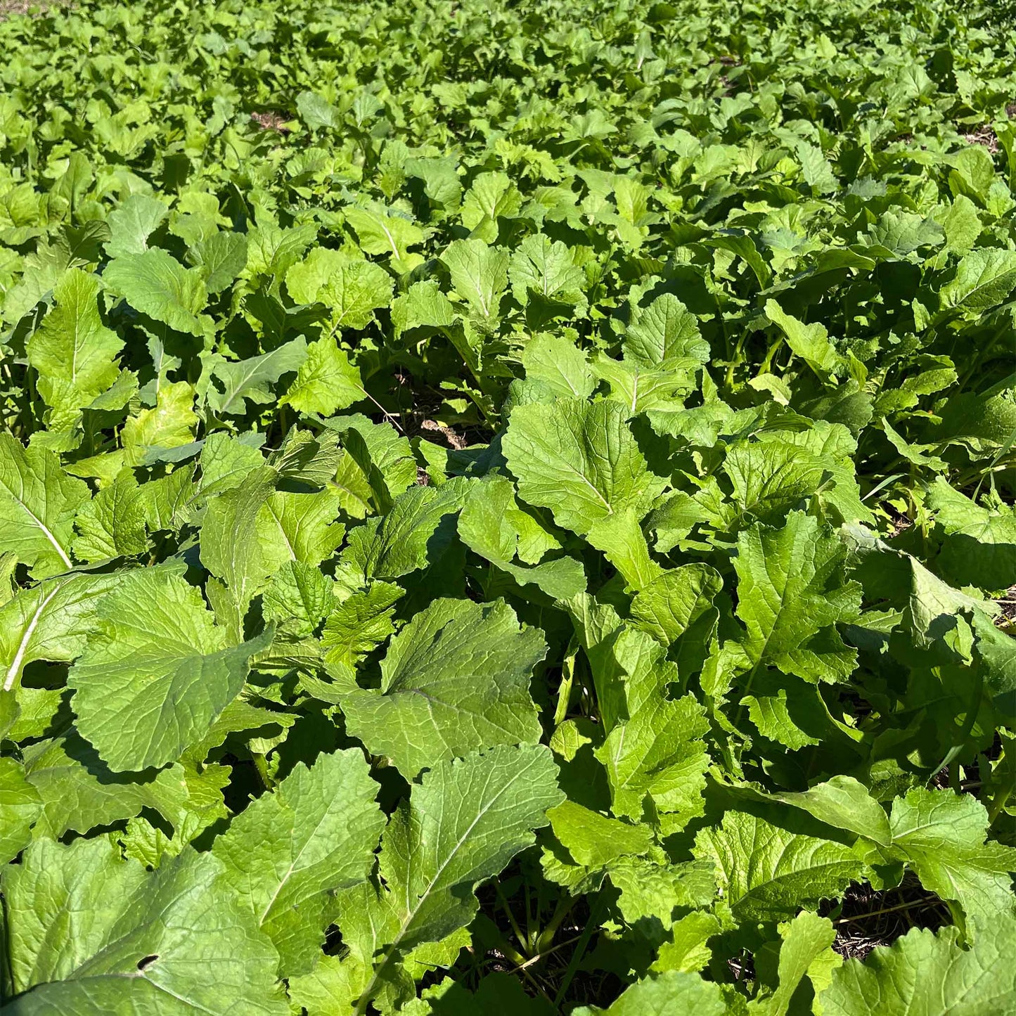 Brassica Overload