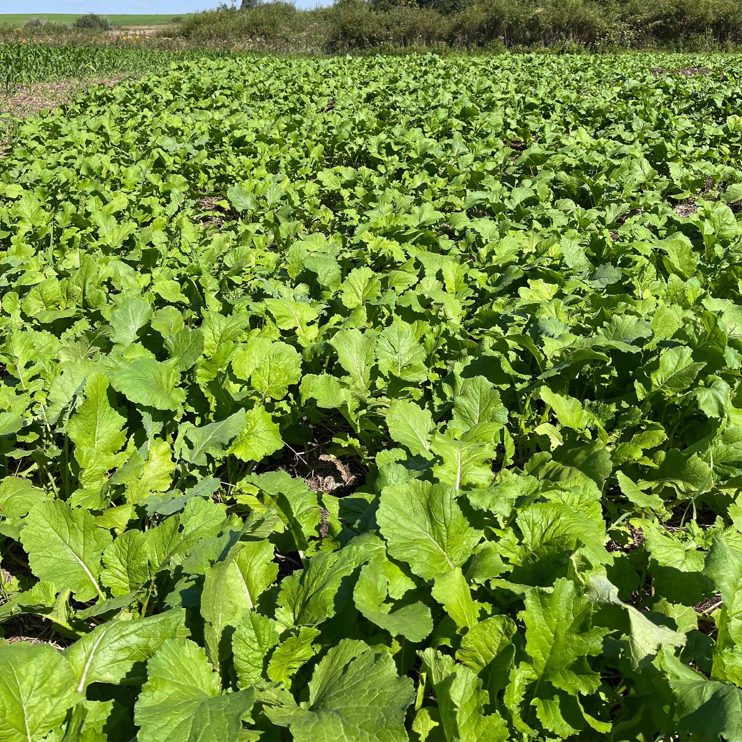 Brassica Overload