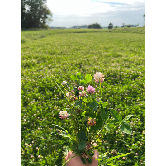 Medium Red Clover