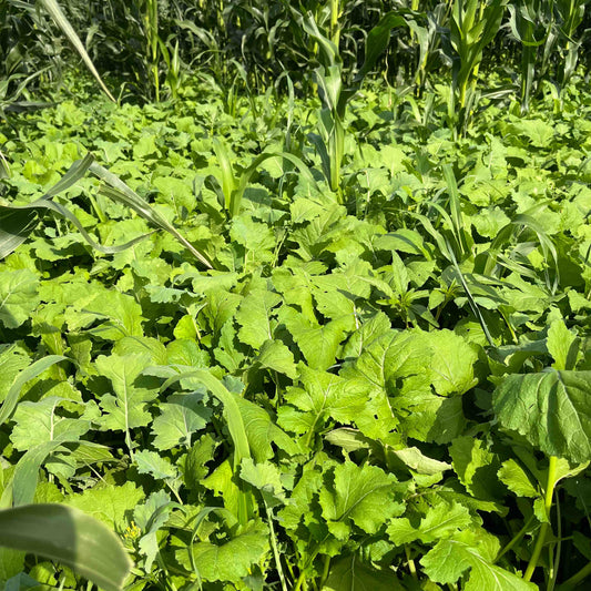 Dwarf Essex Rapeseed