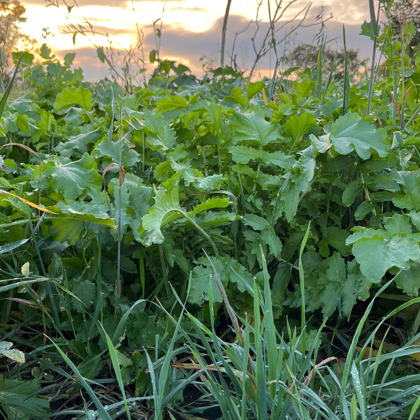 Fall Forage