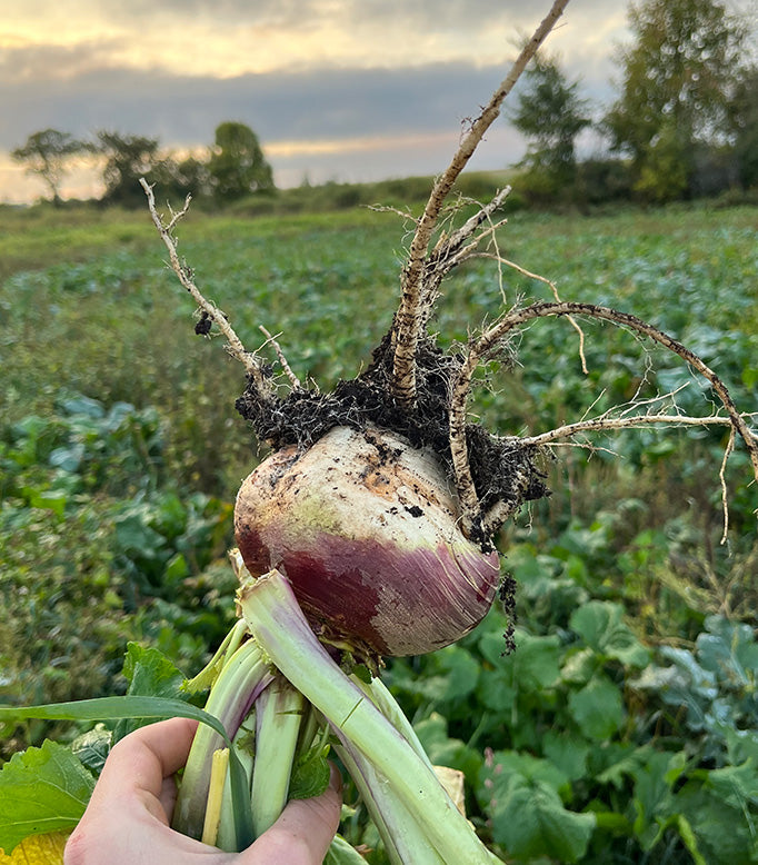 Purple Top Turnip