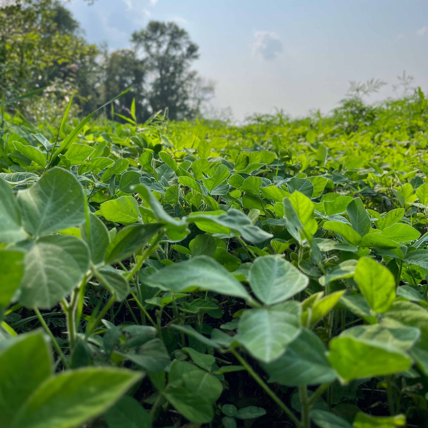 Laredo Forage Soybeans