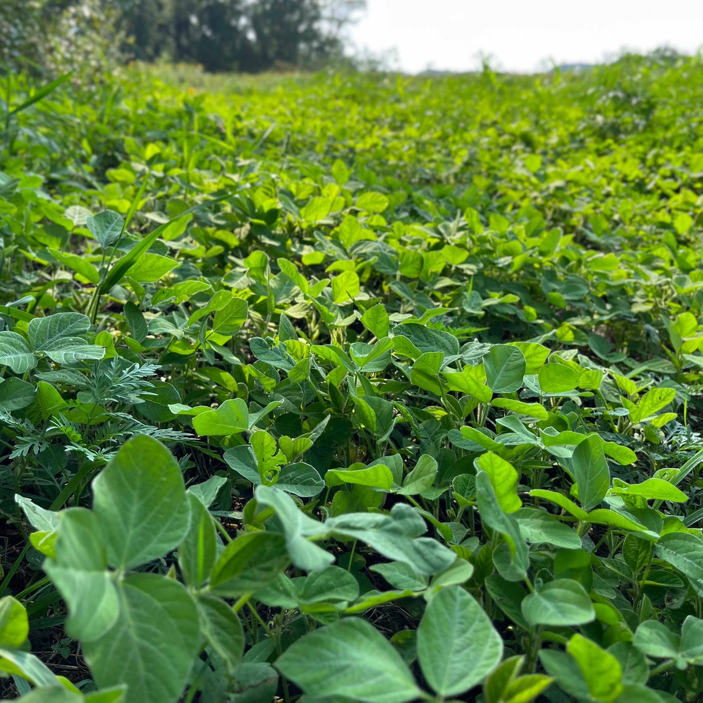 Laredo Forage Soybeans