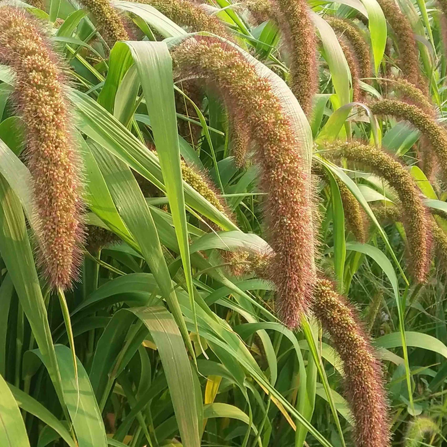 Golden German Millet