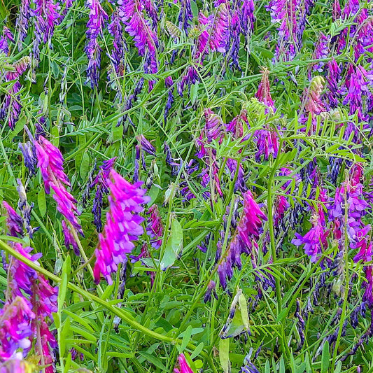 Hairy Vetch