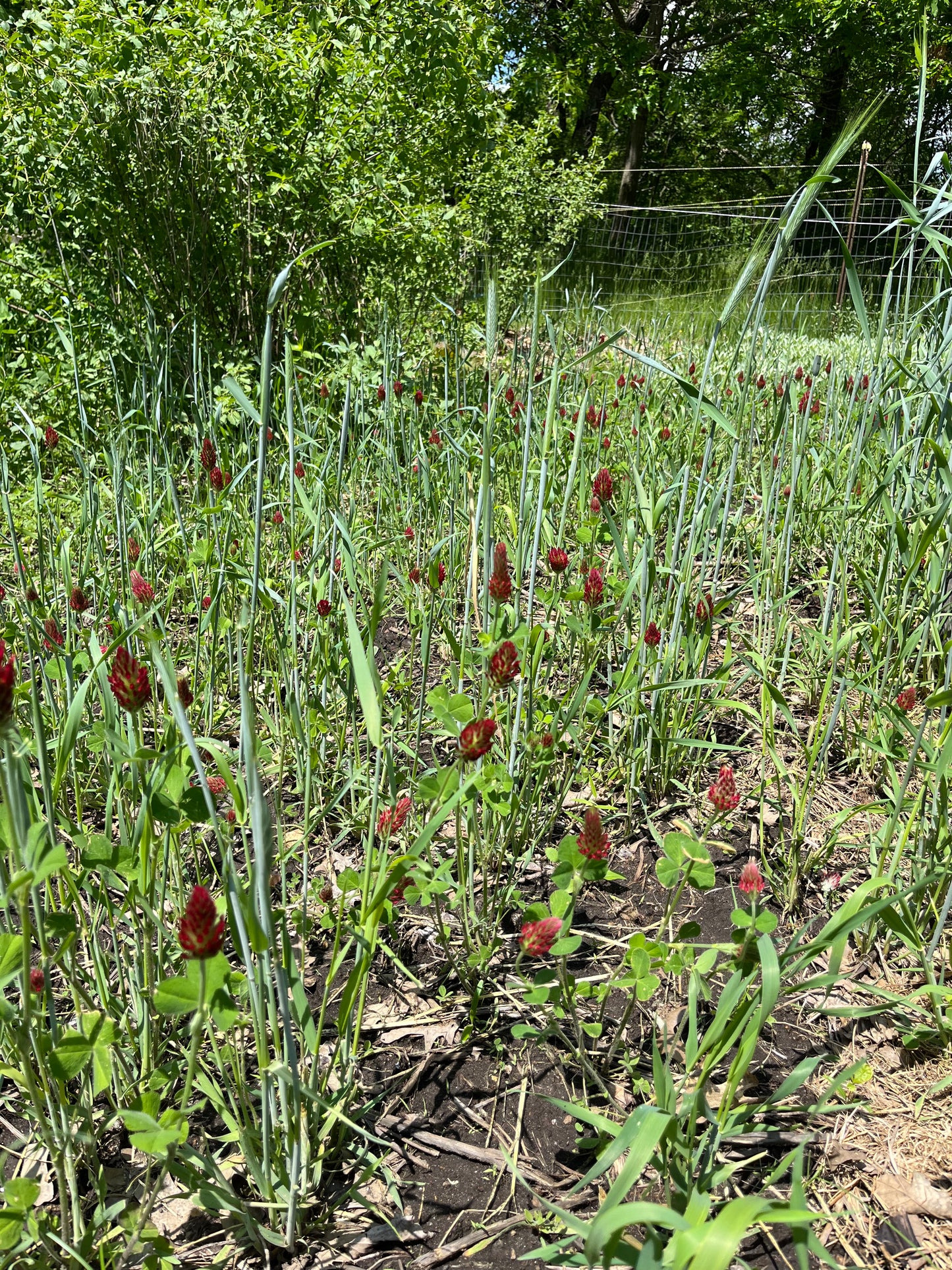 Dixie Crimson Clover