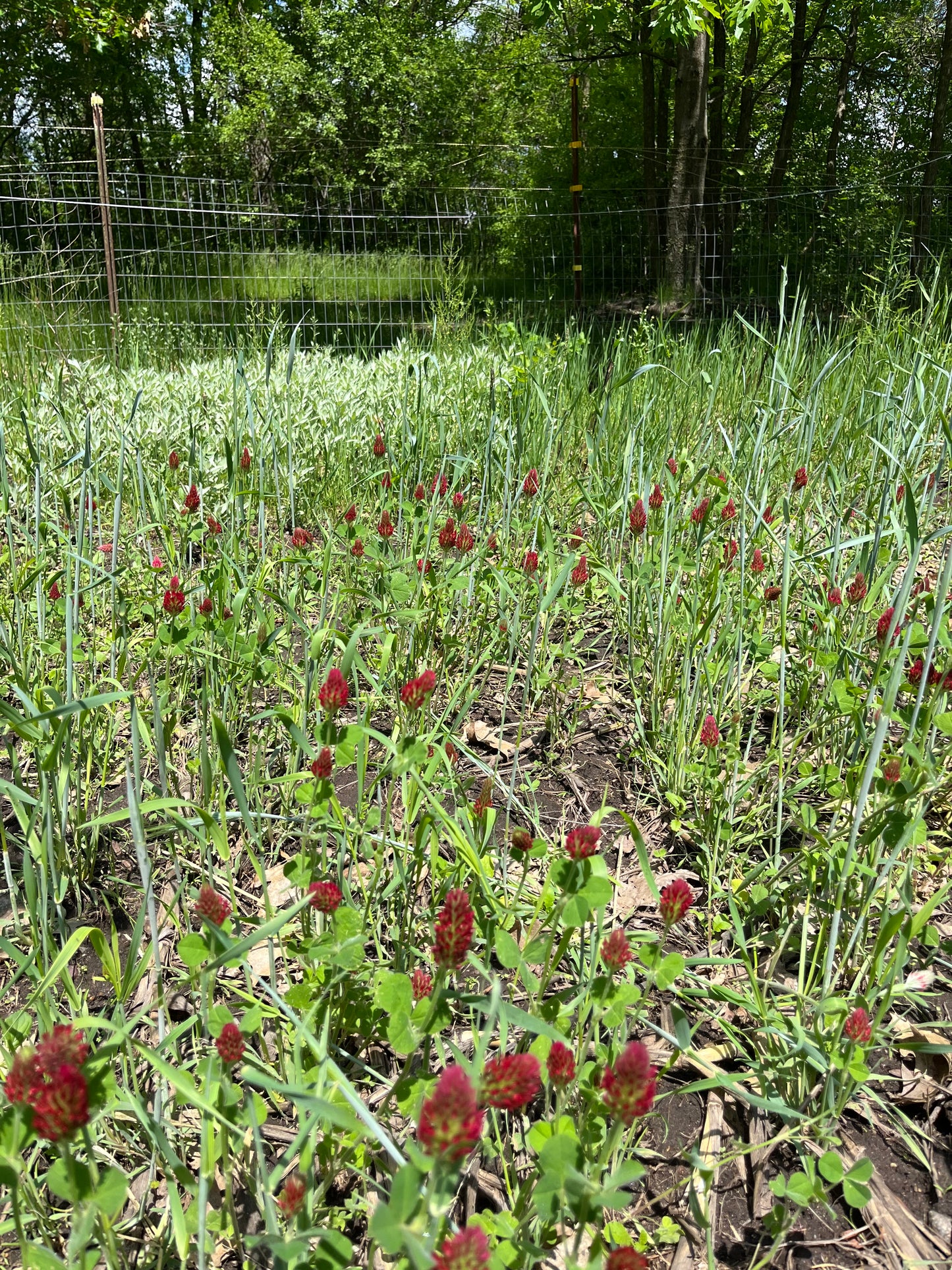 Dixie Crimson Clover