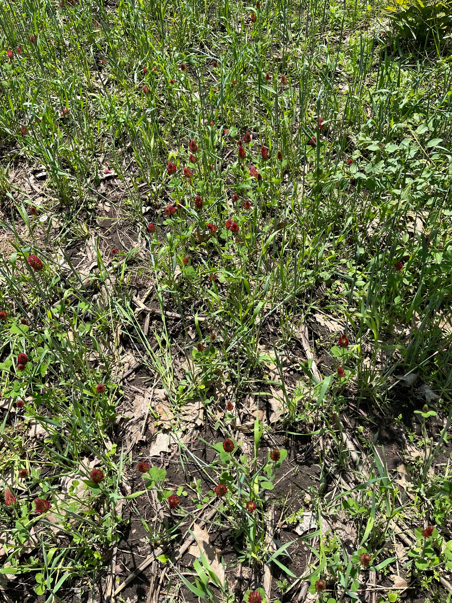 Dixie Crimson Clover