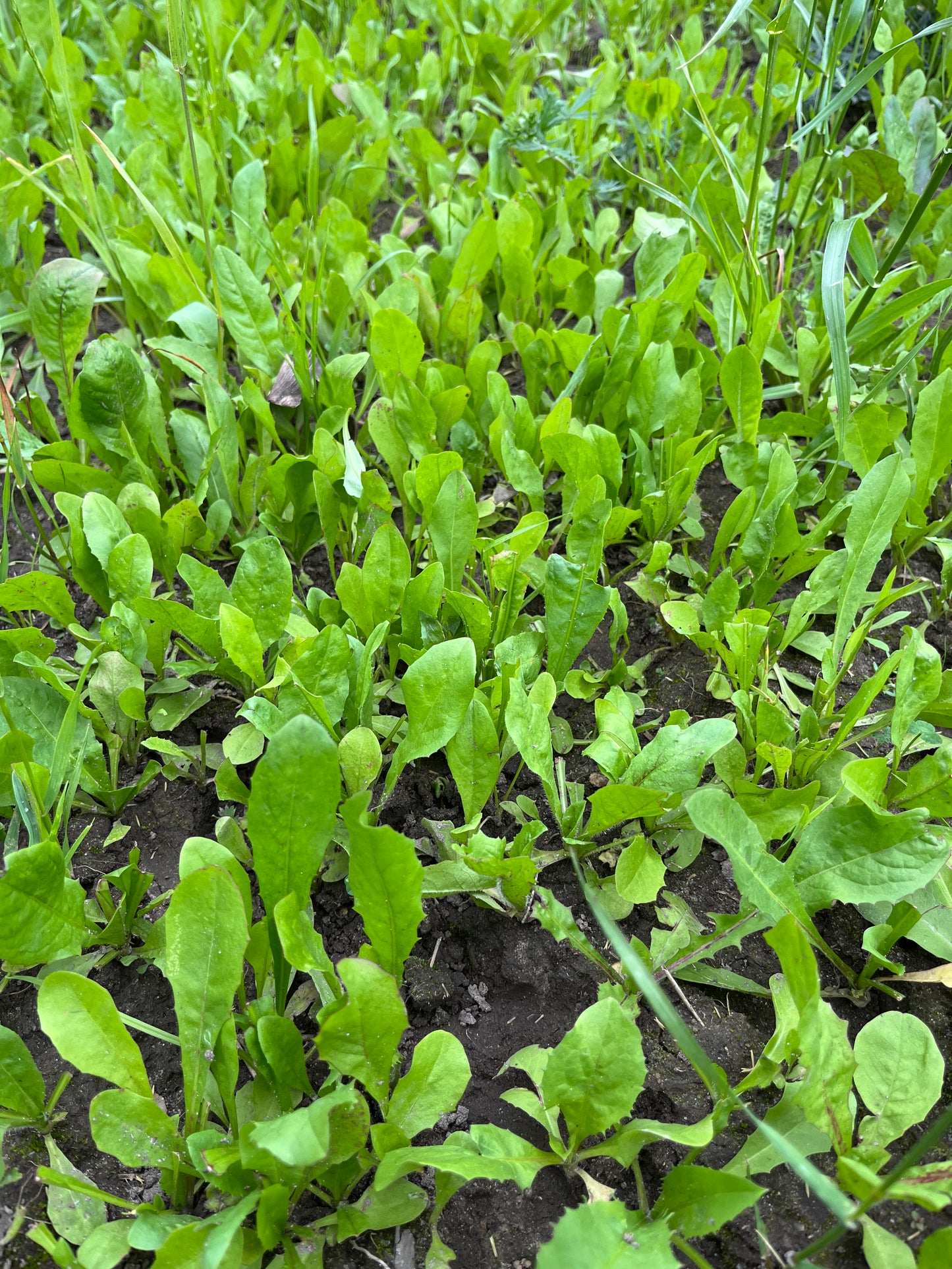 Forage Chicory