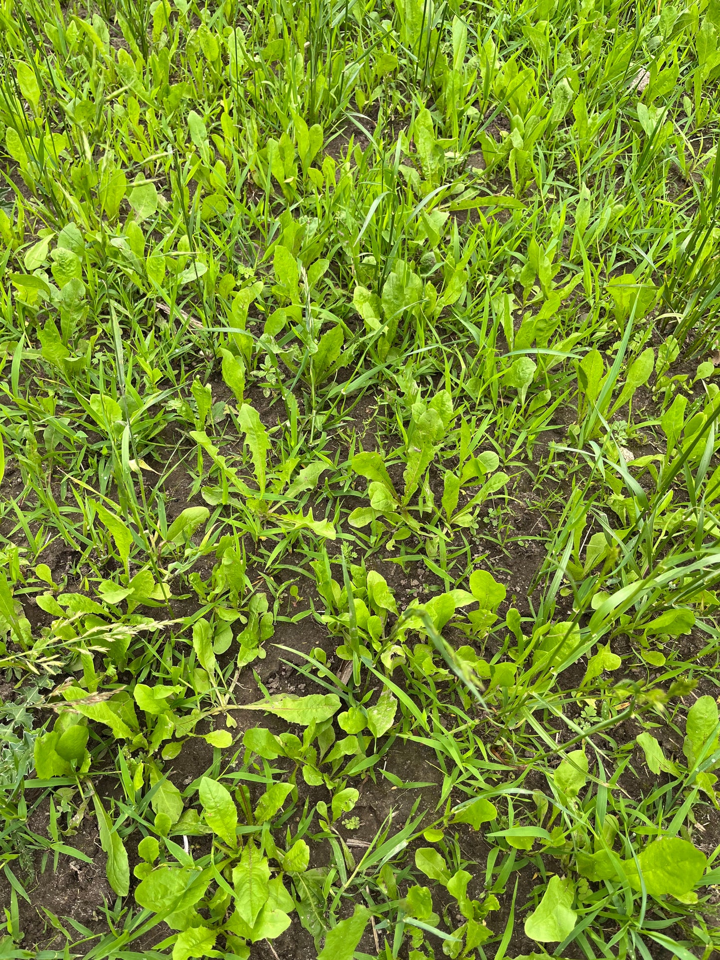 Forage Chicory