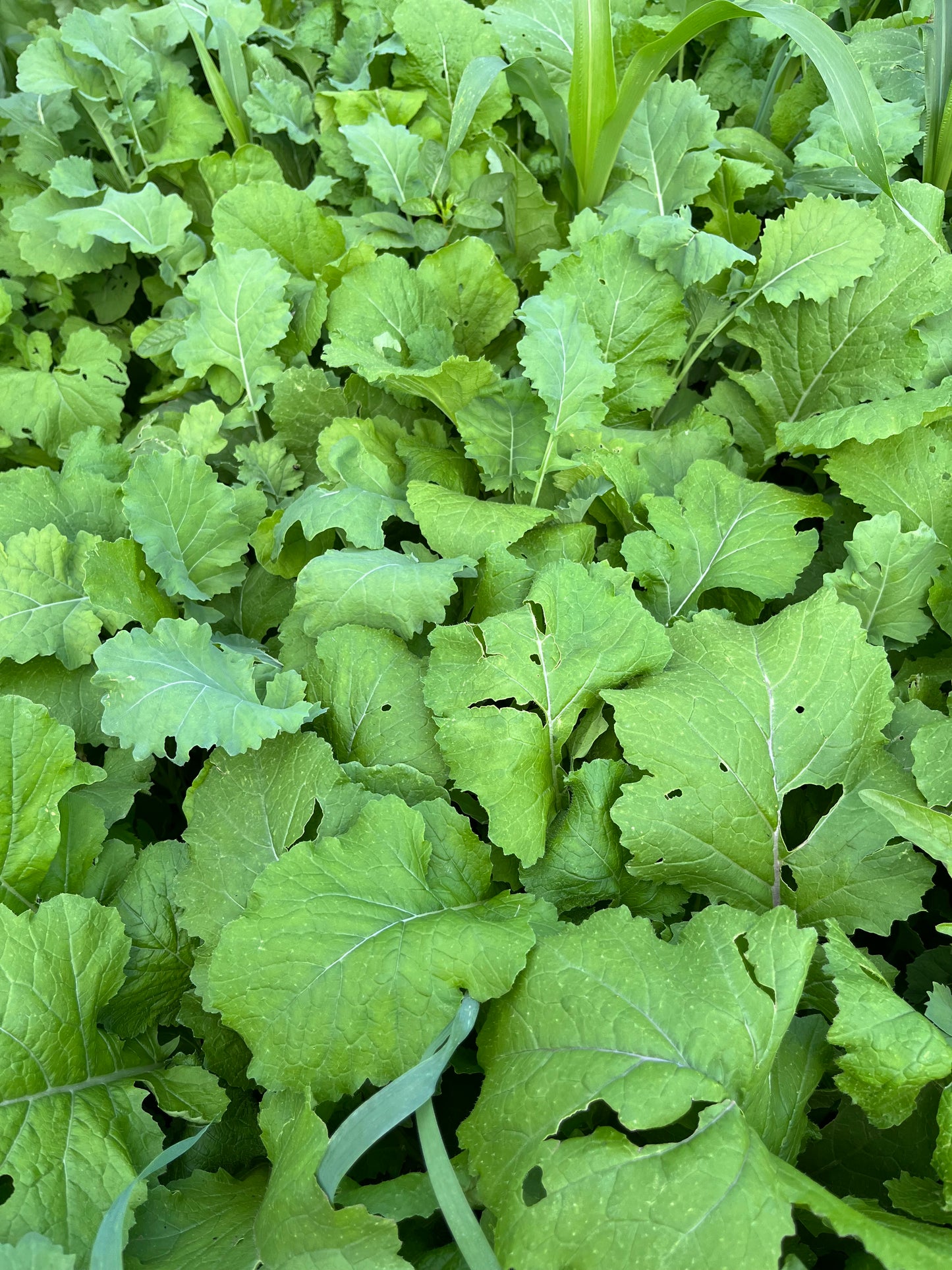 Sub Zero Hybrid Kale