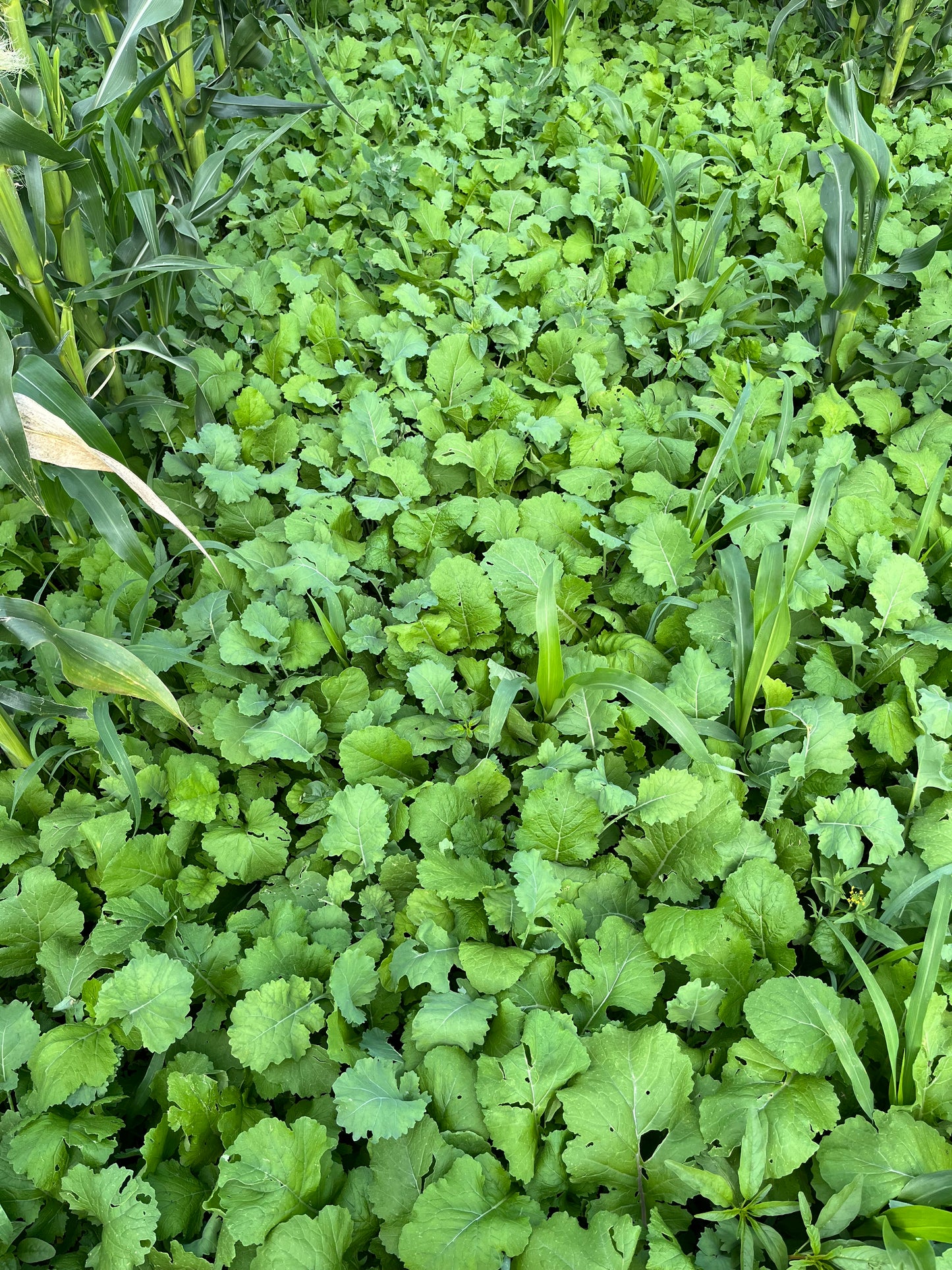 Sub Zero Hybrid Kale