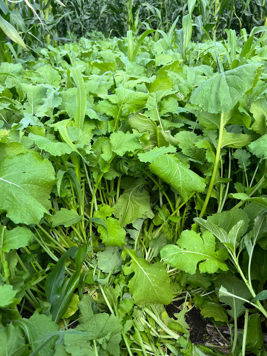 Sub Zero Hybrid Kale