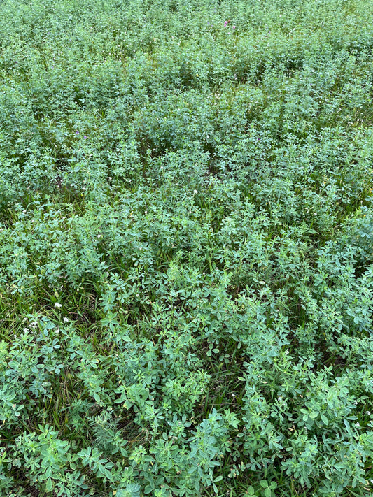 Vernal Alfalfa