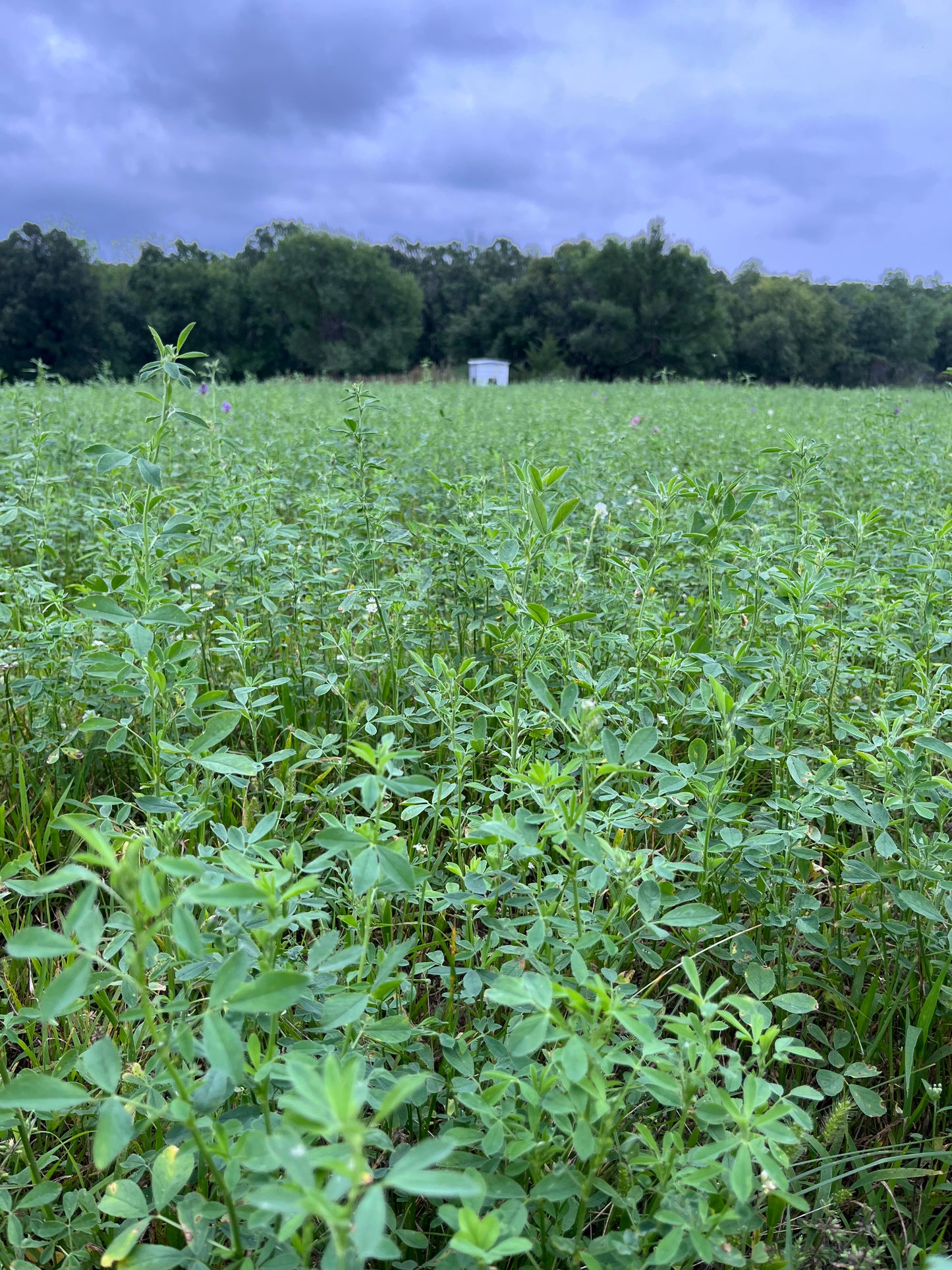 Vernal Alfalfa