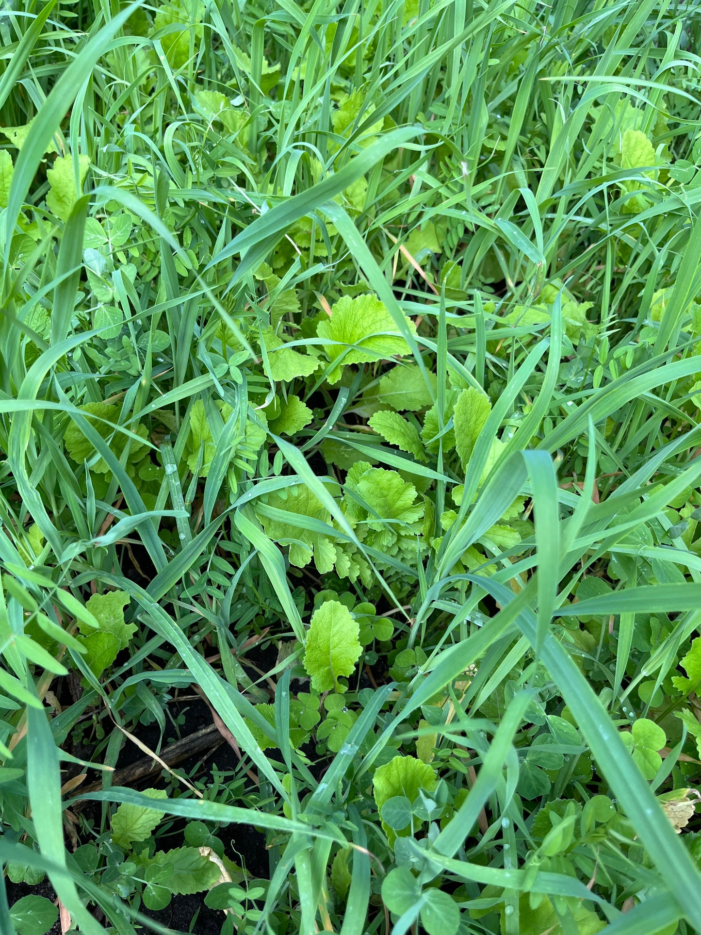 No Till Garden Cover Crop Mix