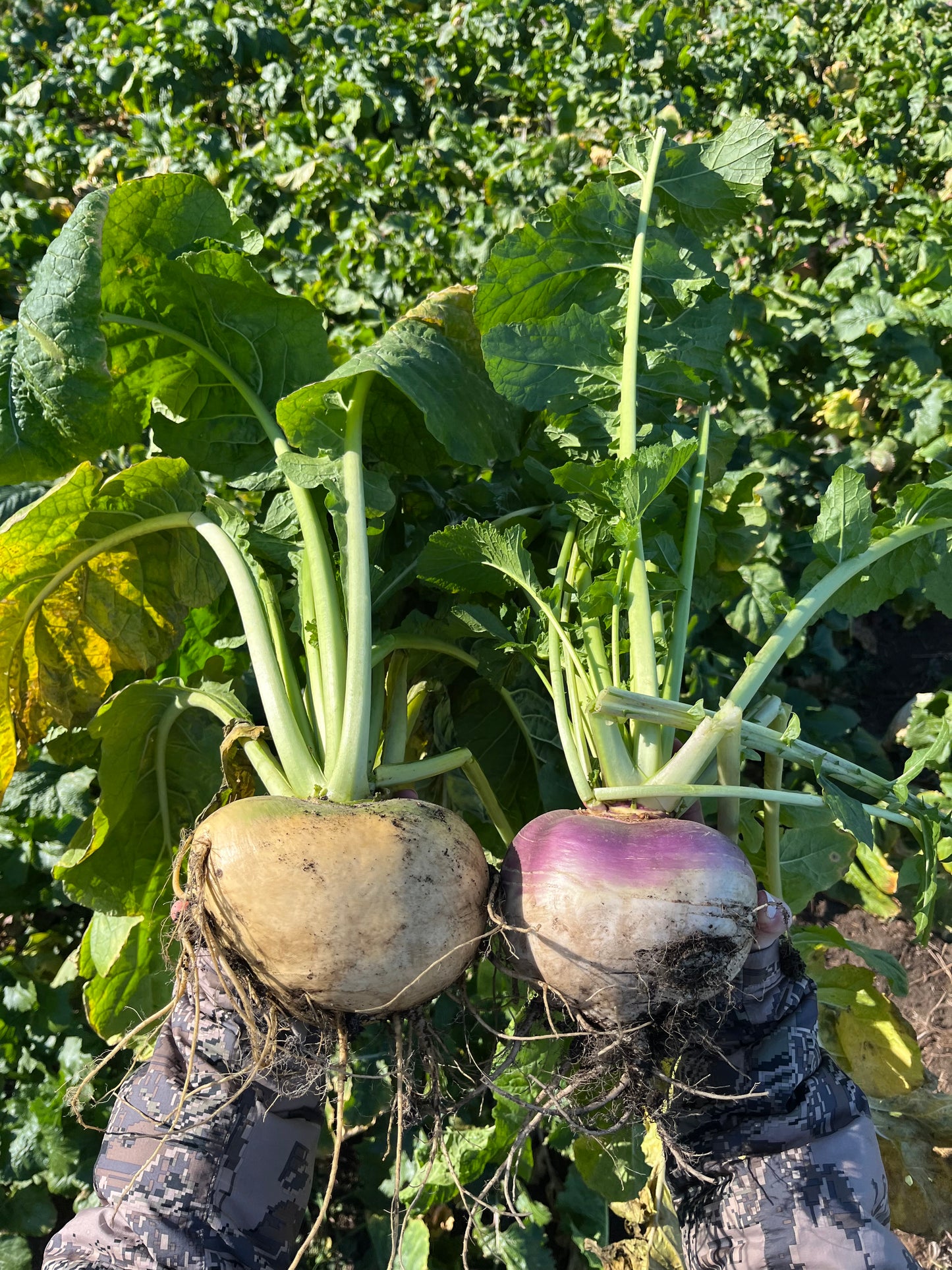 Golden Ball Turnips