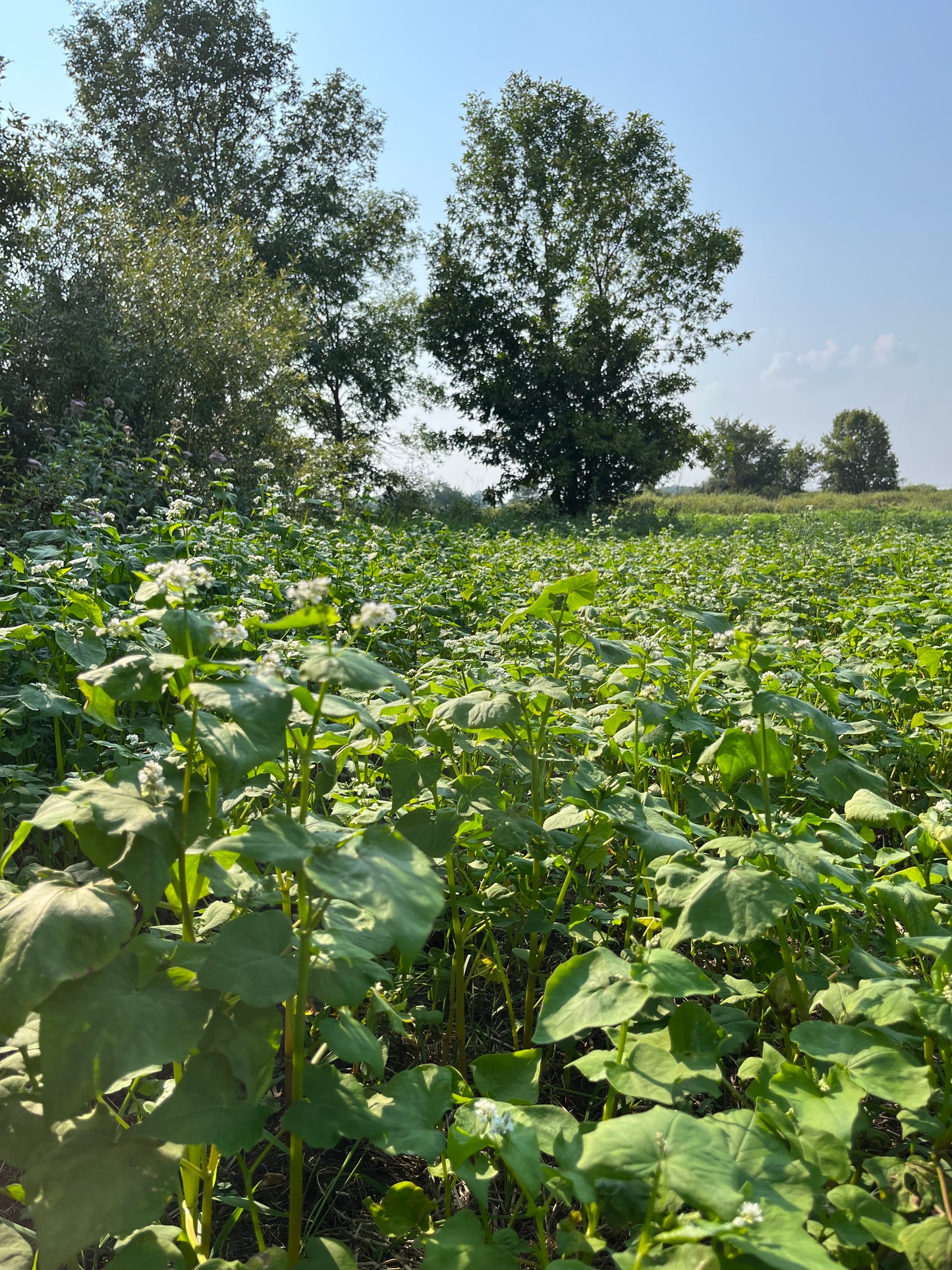 Buckwheat