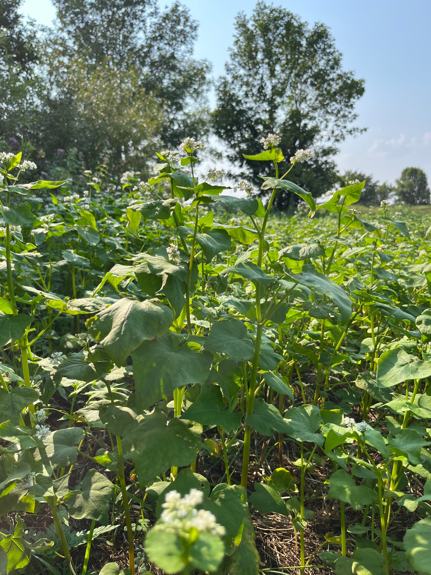 Buckwheat