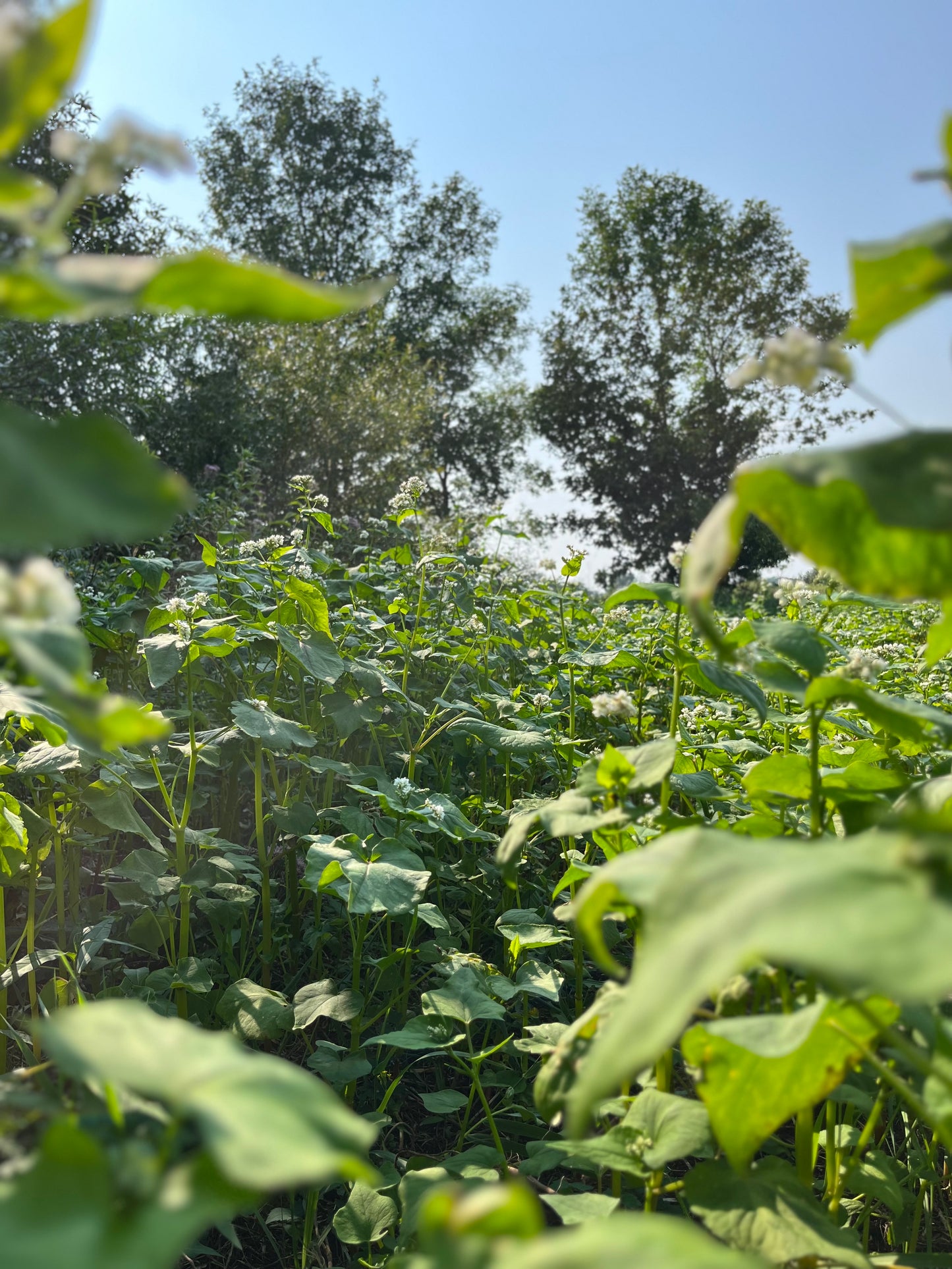 Buckwheat