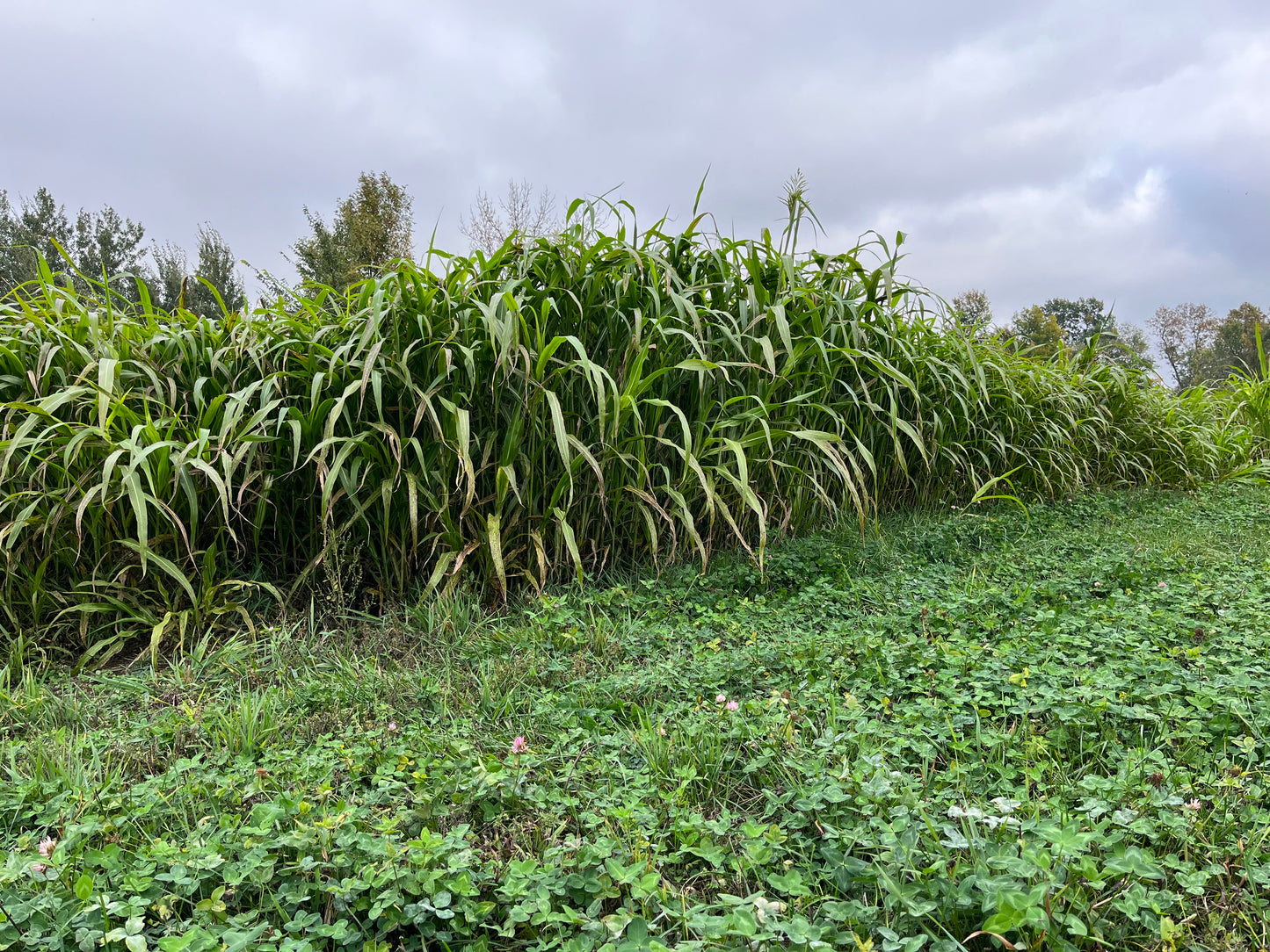 Egyptian Wheat Seed