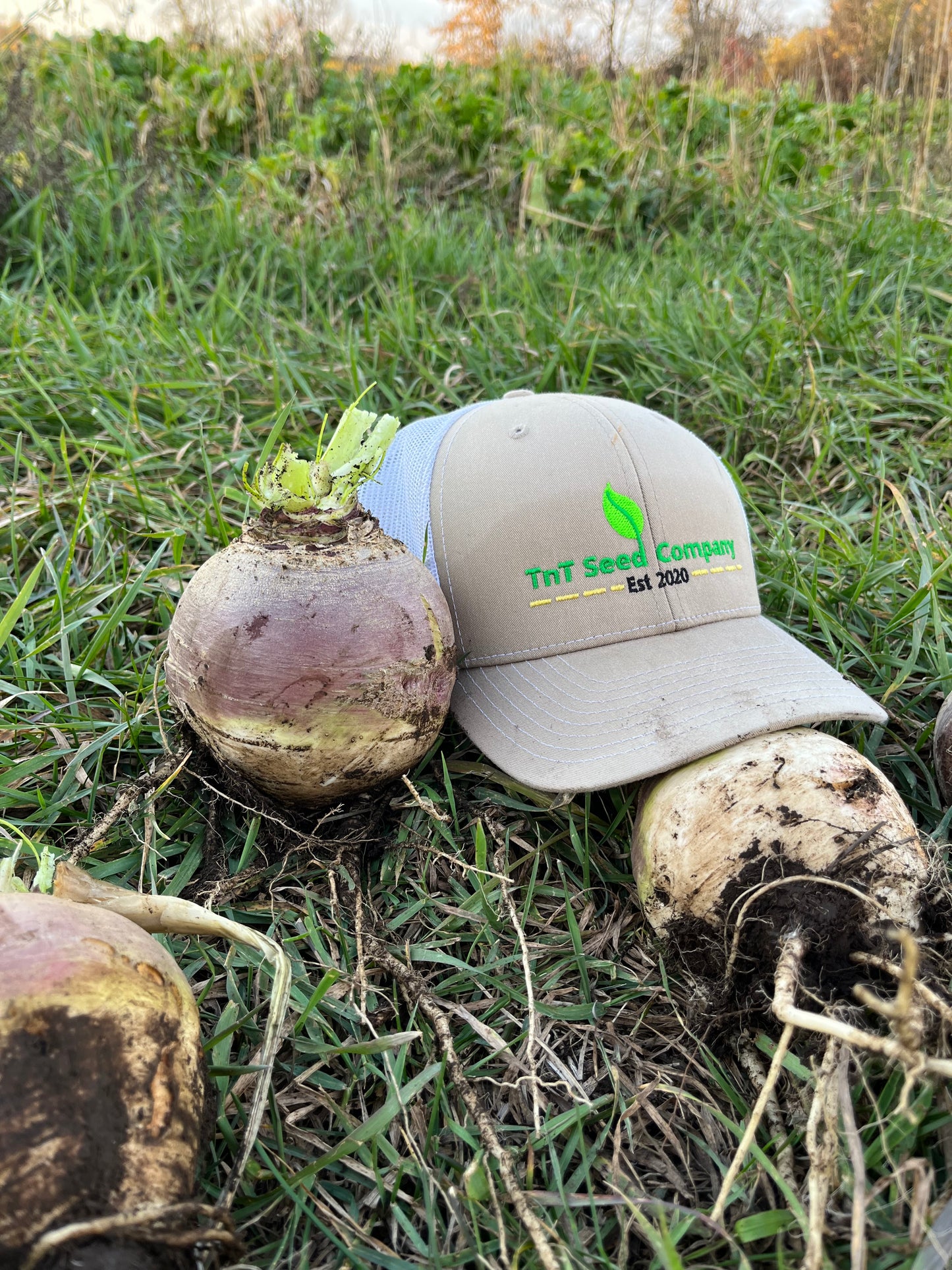 Purple Top Turnip