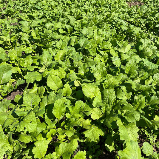 Jackpot Forage Turnips