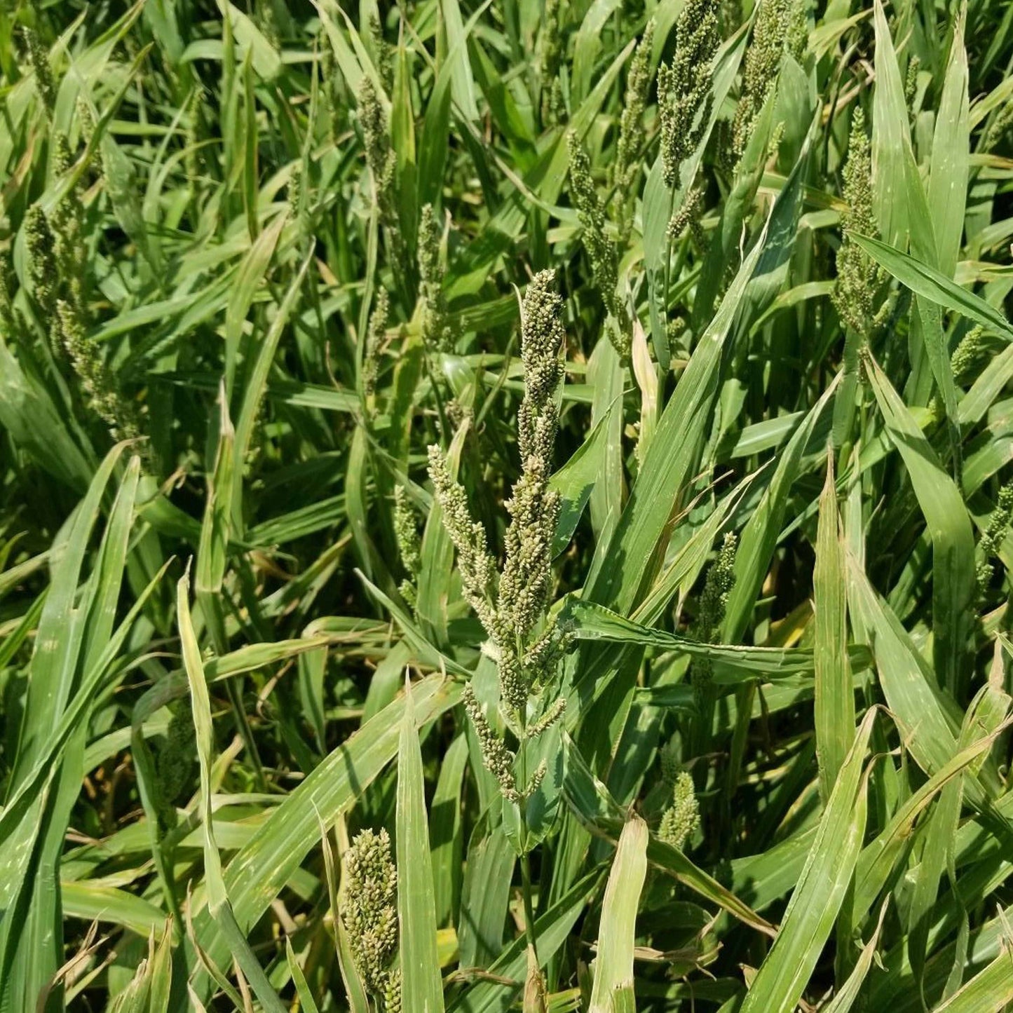 Japanese Millet