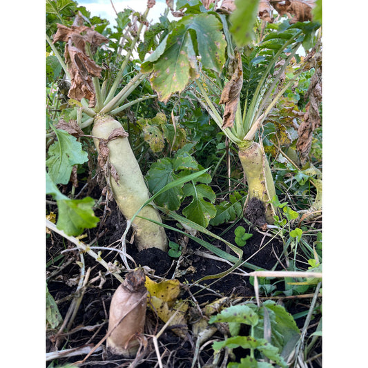 Daikon Radish