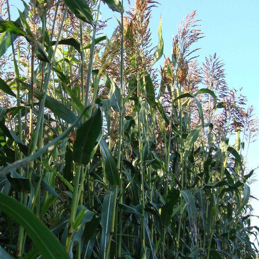 Sorghum Sudangrass