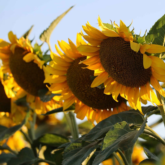 Sunflowers