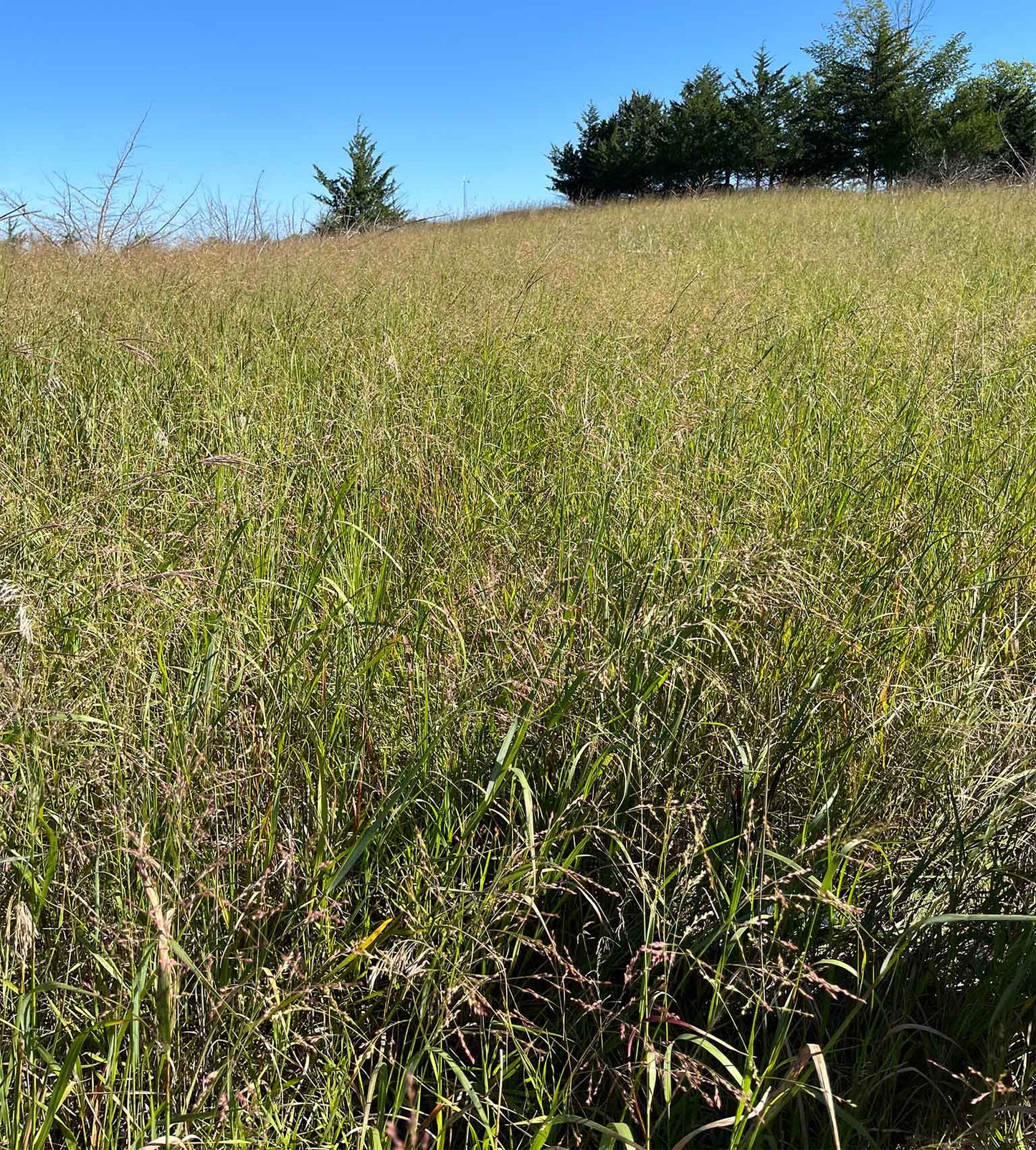 Dacotah Switchgrass