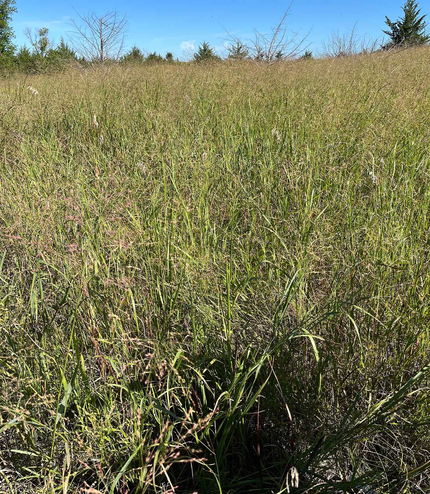 Dacotah Switchgrass