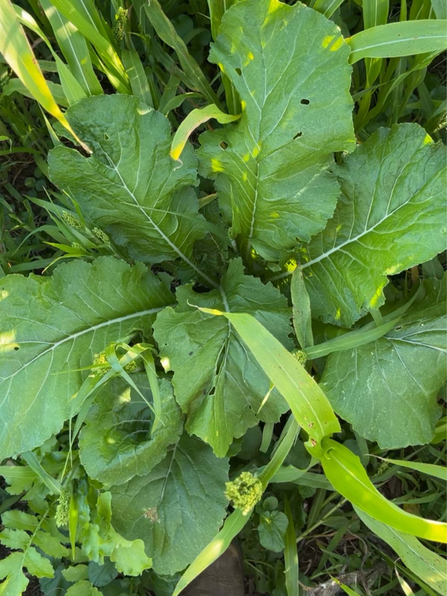 Vivant Hybrid Brassica