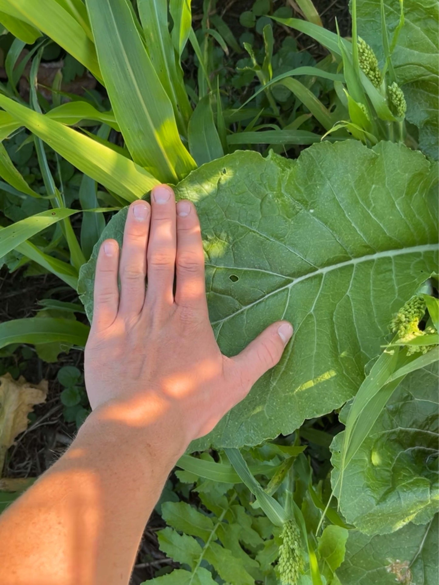 Vivant Hybrid Brassica