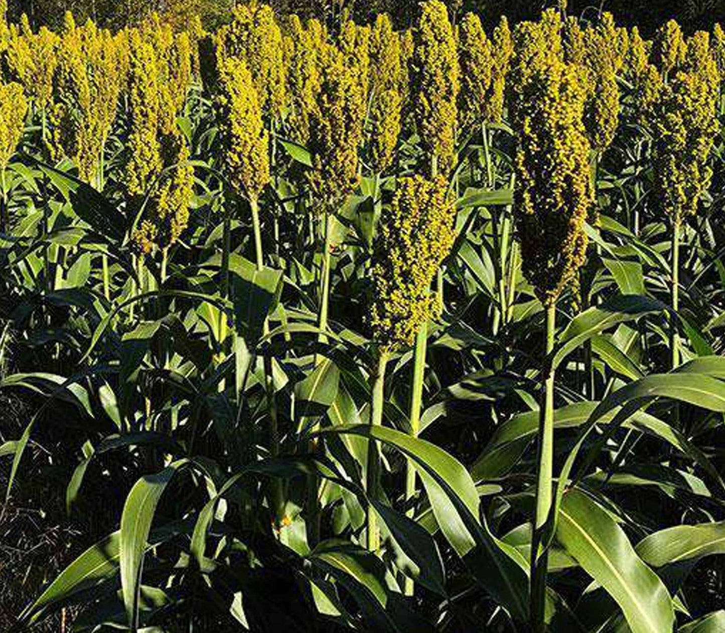 WGF Grain Sorghum