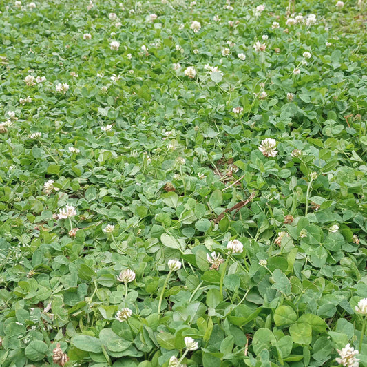 White Dutch Clover