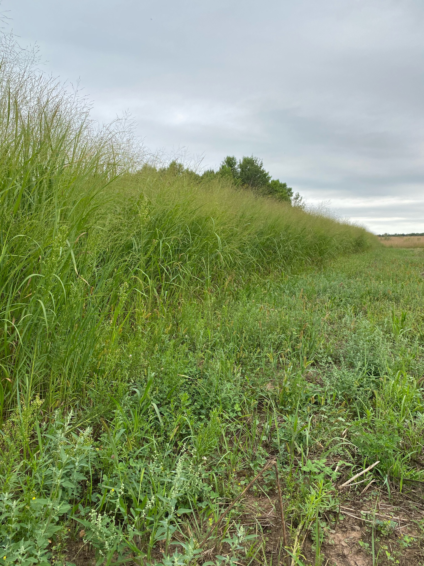 Cave-n-Rock Switchgrass